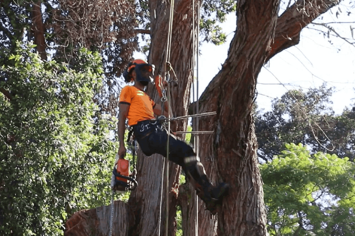 Tree Lopping