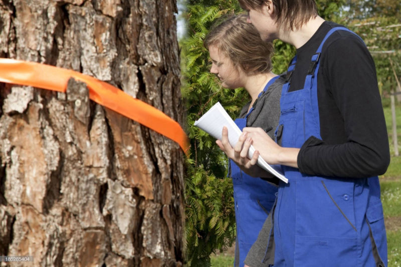 Arborist Report