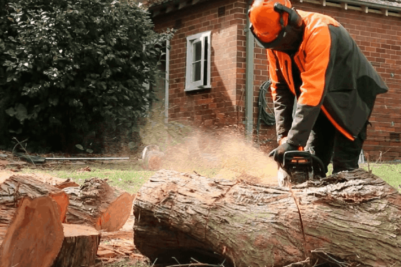 Tree Removal