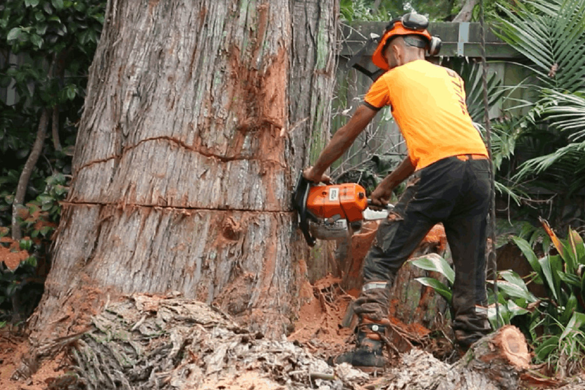 Tree Removal