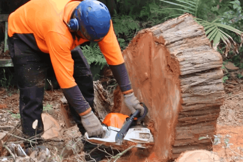 Tree Removal