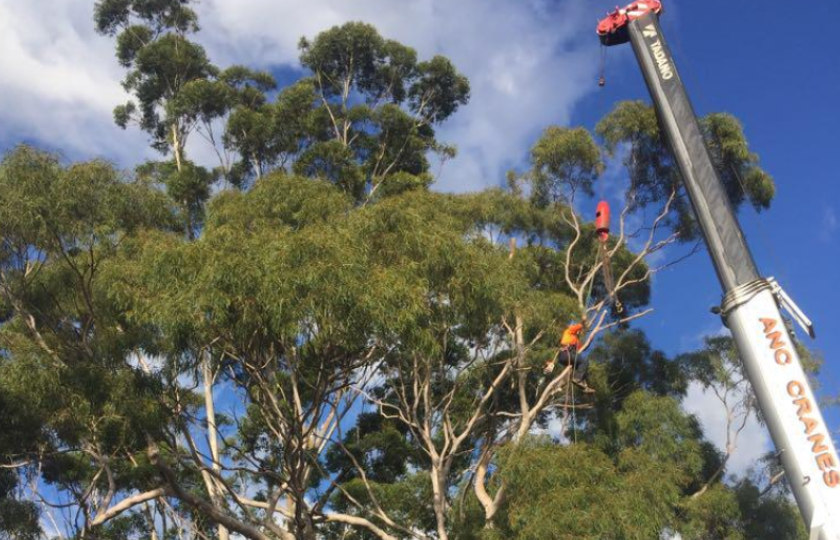 Tree Loppers