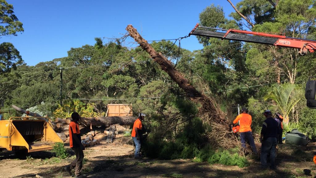 Tree Loppers